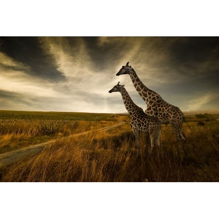 Affiche poster Girafes