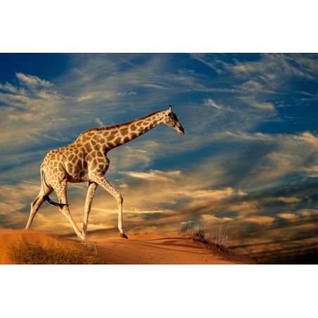Affiche poster Girafe