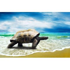 Affiche poster Tortue