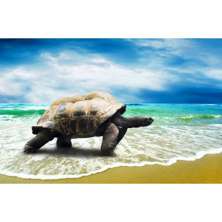 Affiche poster Tortue
