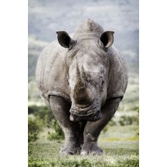 Affiche poster Rhinocéros