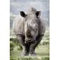 Affiche poster Rhinocéros