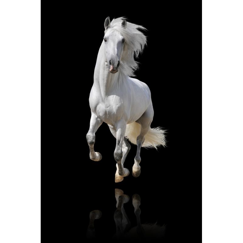Affiche poster Cheval blanc