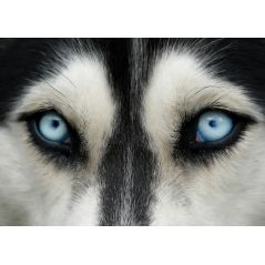 Affiche poster loup yeux bleu