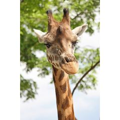 Affiche poster Girafe
