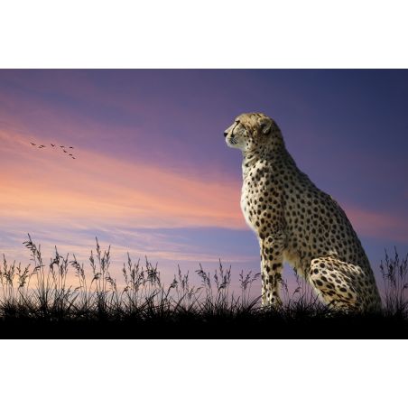 Affiche poster Guépard