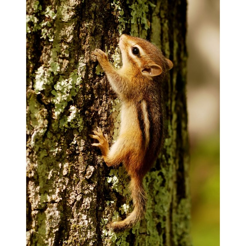 Affiche poster Ecureuil arbre
