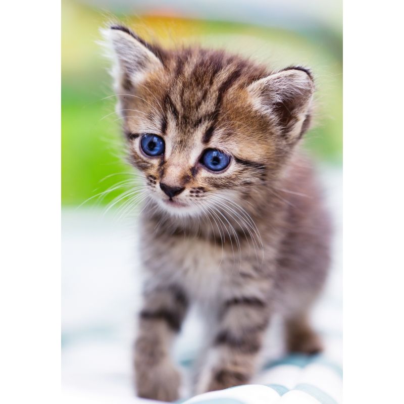 Affiche poster Chat chaton