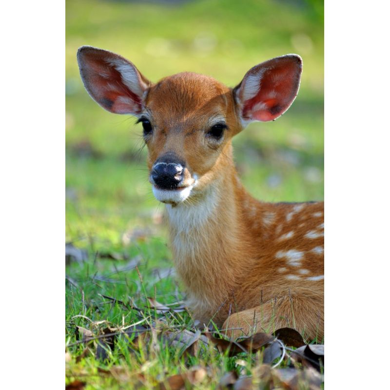 Affiche poster Biche