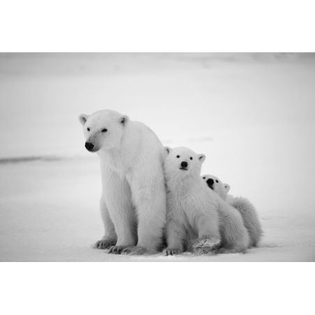 Affiche poster Ours ourson