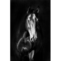 Affiche poster Cheval noir