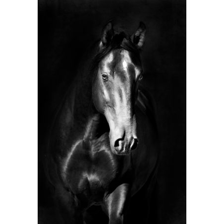 Affiche poster Cheval noir