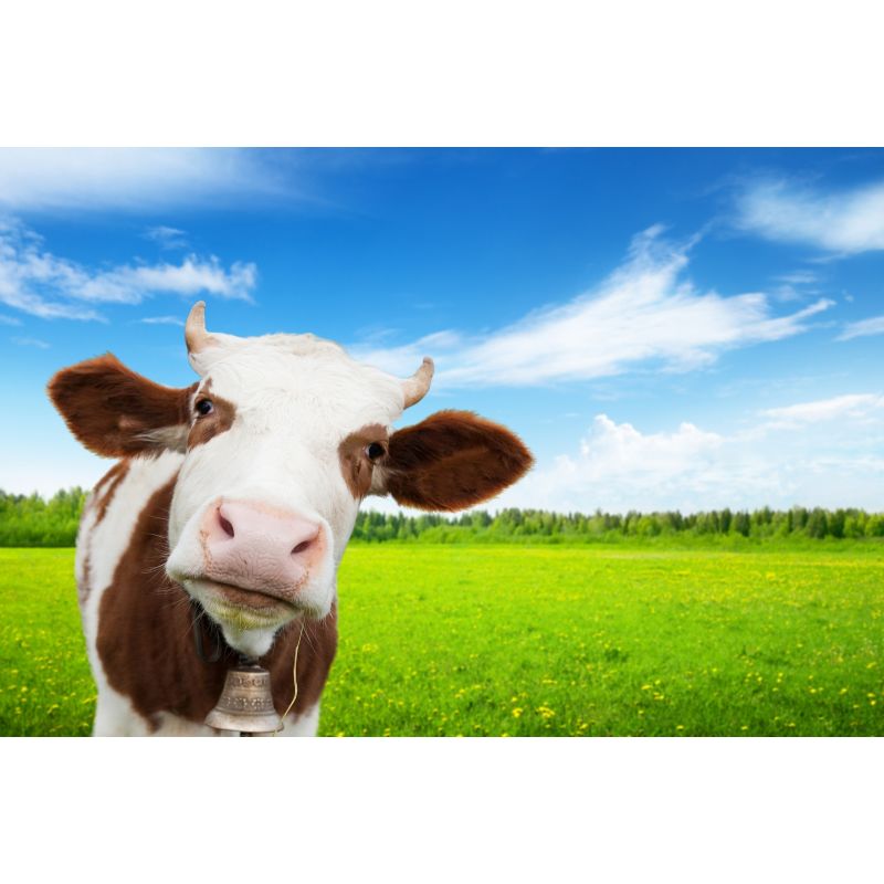 Affiche poster Vache prairie