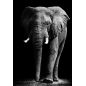 Affiche poster Eléphant