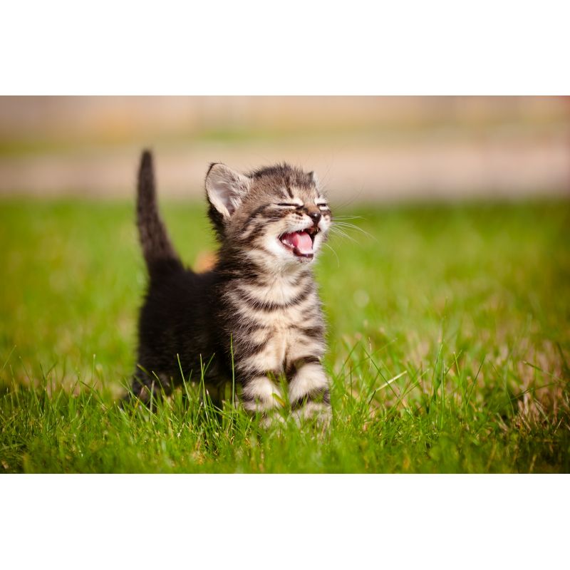 Affiche poster Chaton