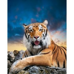 Affiche poster Tigre