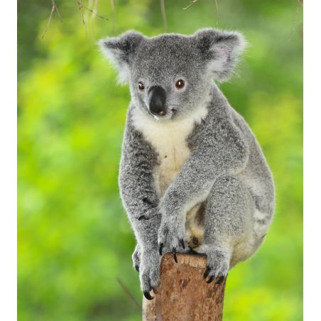 Affiche poster Koala